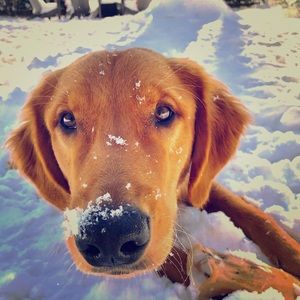 Meet your Posher, Rryan